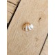 Grigri coquillage avec dorure