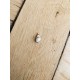 Grigri petit coquillage avec dorure
