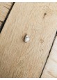 Grigri petit coquillage avec dorure